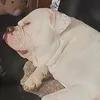 rickyamericanbulldog