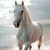 mesagerul25