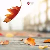 rashwankarim361