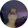 drakelikesducks