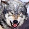 woolf_111