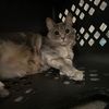 heartssformycats