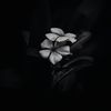 z.alone_