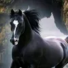tarikman73