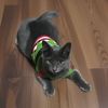 caspertheekitten