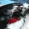 linh.67.chaomao