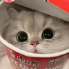 linhdan241111111