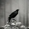 www.tiktok.comerevos