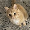 Archie