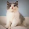 firskykitten