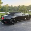 blackmustangroo