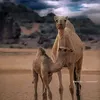 bitt_albatha