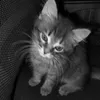 wwwcat000