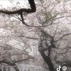 kausar_0410_
