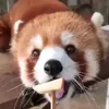 portalenthusiast