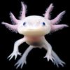 hardcoreaxolotl