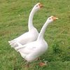 user7392013166198