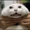 gonegioo