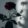 rosaliacheca20