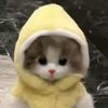 bunana_cat