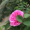 hawra.y.mawali