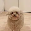 viksu