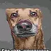 krutoykot_yt