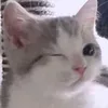 werkam0