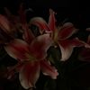 lily.77707