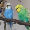 papug_2