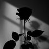 ndiaye_nrf