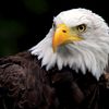 niazi.eagle.123