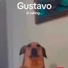 gusnoronha