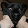 panthereblack39