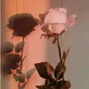 mia_23680