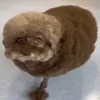 c0ordura