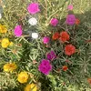 mohamed_a_s_r