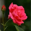 user27280237816086