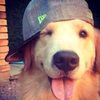 cuervo_el_masca_pito