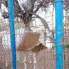 kamel.kabyle2