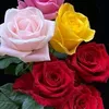 miral_roze