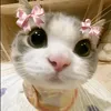 potatoz_n