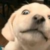 liltpuppy