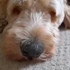 potatodog260