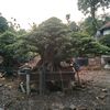 bonsaiindonesia1