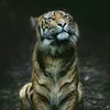 xoshnawm55