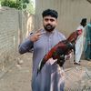 amjad____khan110