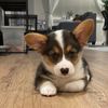 corgi.boba_