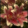 or_17i