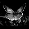 sofii_buterfly